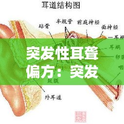突发性耳聋偏方：突发性耳朵聋偏方 